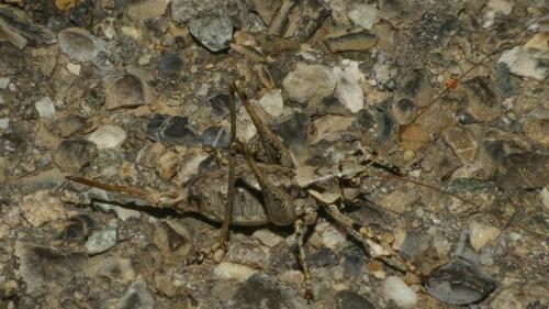 Réf. 329 578 : Antaxius pedestris